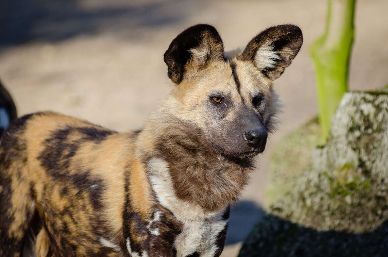 animal wildlife, animals in the wild, african wild dog, animal, focus on foreground, rock - object, animal themes, staring, furry, vertebrate, ears, canine
