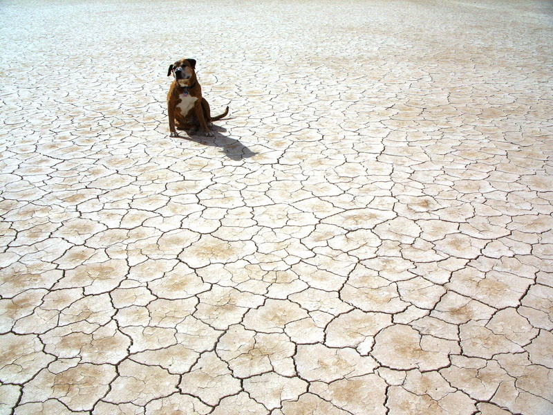 animal themes, surface, drought, one animal, cracks, canidae, barren, photography, land, no people, animal, ground, domestic, broken, dry, high angle view