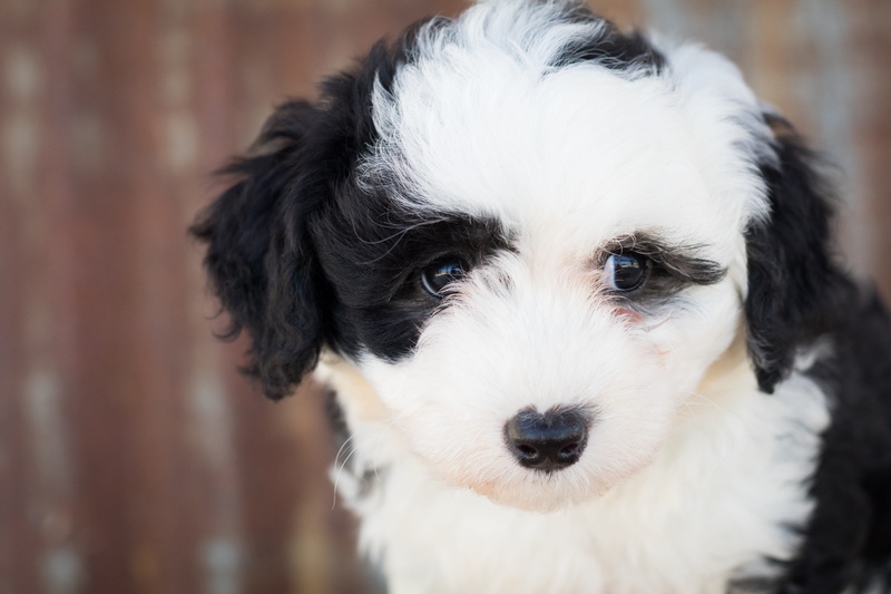 5K, one animal, domestic animal, canidae, canine, cute, adorable, small, close, animal photography, portrait, white color, pet, looking at camera, animal