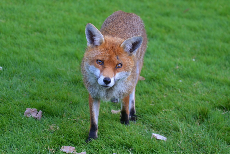 wilderness, animal, looking at camera, whisker, fur, lawn, nature, animal photography, green, animals in the wild, fox, close-up, field, adorable, canidae