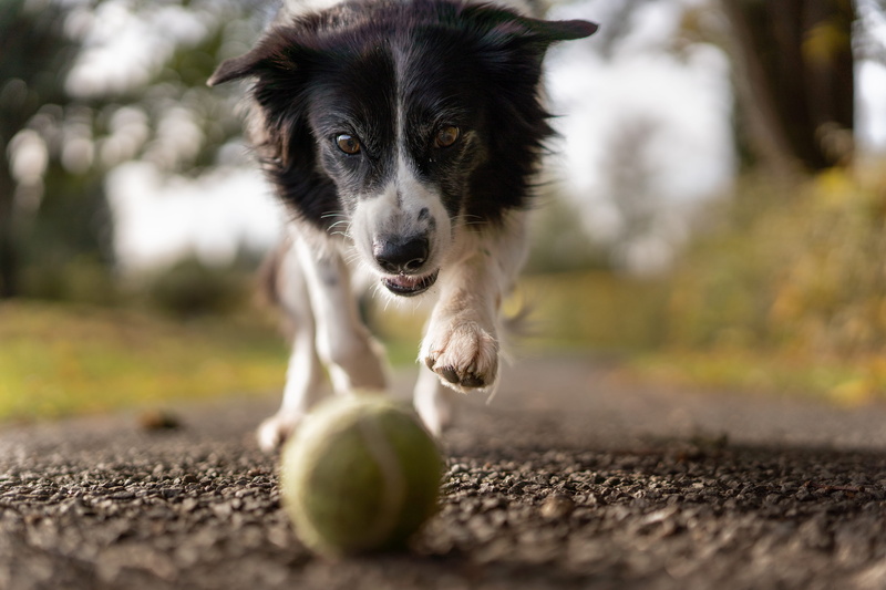 ball, day, animal, photo, border collie, surface level, looking at camera, canine, running, 5K, sport, tennis ball, mammal, blur, domestic, domestic animal