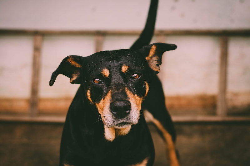 domestic animals, dog, animal, domesticated, one animal, depth of field, looking at camera, nose, portrait, domestic, no people, mammal, black color, close-up