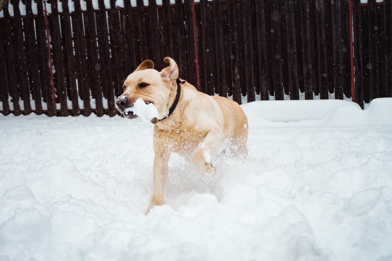 vertebrate, winter, pets, no people, breed, canine, frosty, purebred, barrier, snowing, animal, animal themes, 5K, canidae, playful, cold, dog, snowy