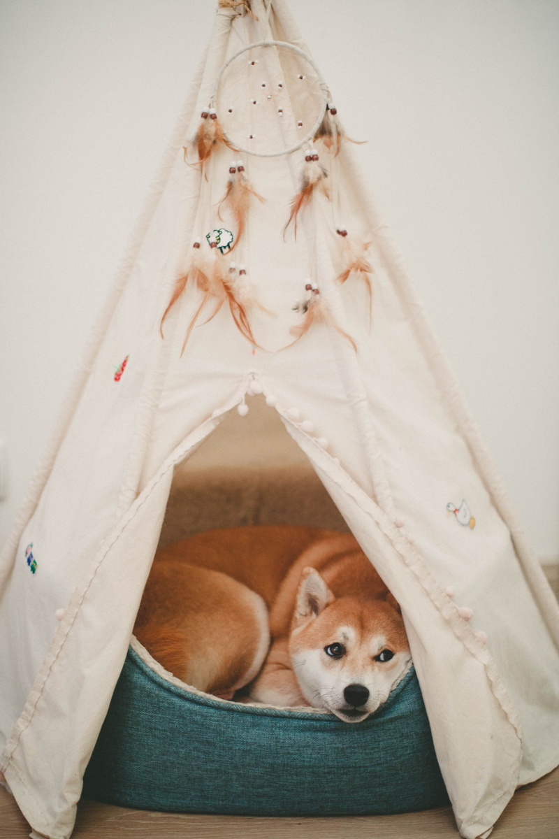 canidae, bed, Lying down, indoors, looking at camera, dog, purebred, resting, relaxation, photo, pets, dreamcatcher, furniture, domestic, no people, clothing