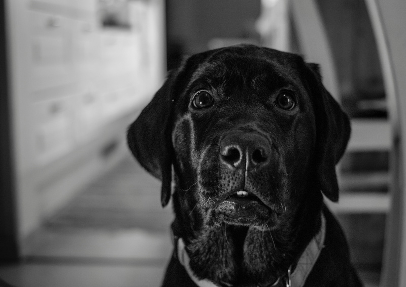 dog, indoors, no people, pets, animal mouth, snout, mammal, 5K, pet, looking at camera, animal eye, domestic, canine, focus on foreground, the animal kingdom