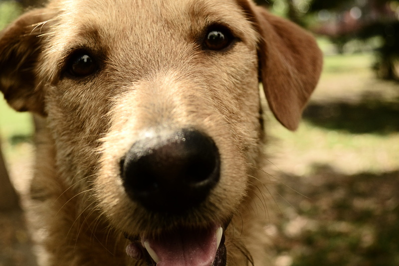 portrait, no people, pet, puppy, whisker, animalia, front view, domestic animals, mammal, vertebrate, mammalia, 4K, canidae, canis lupus familiaris, day