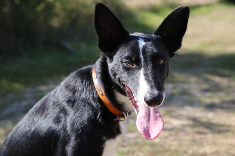 canidae, vertebrate, animal head, portrait, outdoors, no people, mammal, domestic animals, close-up, purebred dog, canine, animal, domestic, facial expression