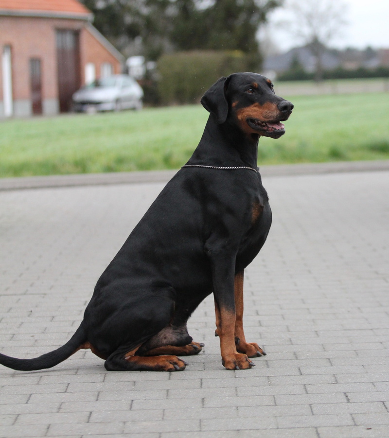 full length, pincher, looking away, animal, mammal, mammals, grass, canine, focus on foreground, pet, domestic, canidae, sitting, looking, 2K, domestic animals