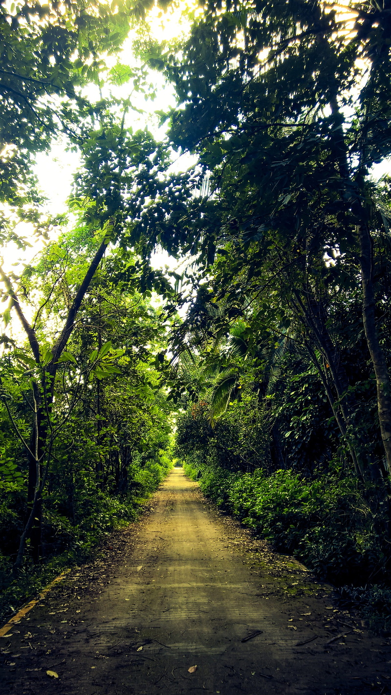 transportation, tree, tranquility, the way forward, road, outdoors, mystery, forest wayside, the untamed, beauty in nature, day, green color, vanishing point