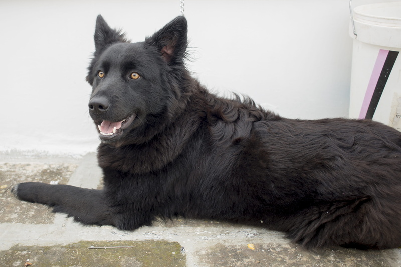 canidae, day, portrait, domestic animals, domestic, close-up, animal themes, one animal, mammalia, dog, looking away, sitting, no people, looking, canine