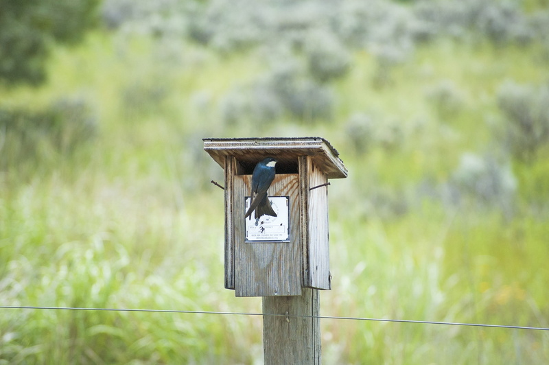 energy, nest, post, contemplative, peaceful, outdoors, eco, wood - material, creativity, light, climate, outdoor, nature, water, sagebrush, Nesting, environmental