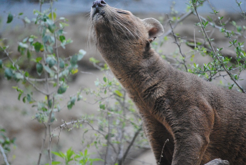 ground, cryptoprocta, woods, animal, endangered, tawny, tree, national, kirindy, natural, one animal, beast, fur, vertebrate, hair, malagasy, carnivore