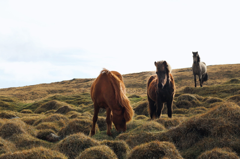 untamed, nature, hill, horses, wild, day, animal wildlife, grazing, domestic animals, environment, pets, vertebrate, three, 5K, horse, field, animal, wildlife