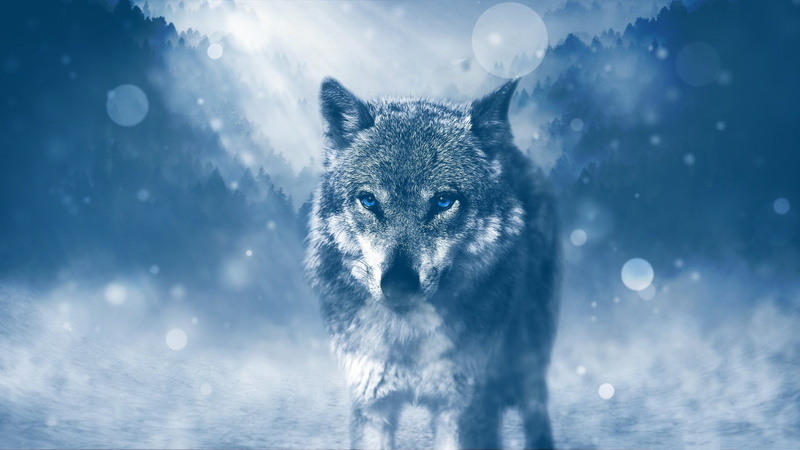 blue eyes, animals, wolf, 1080P, snow