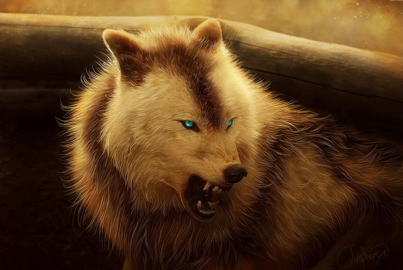 2K, wolf, animals, blue eyes, angry