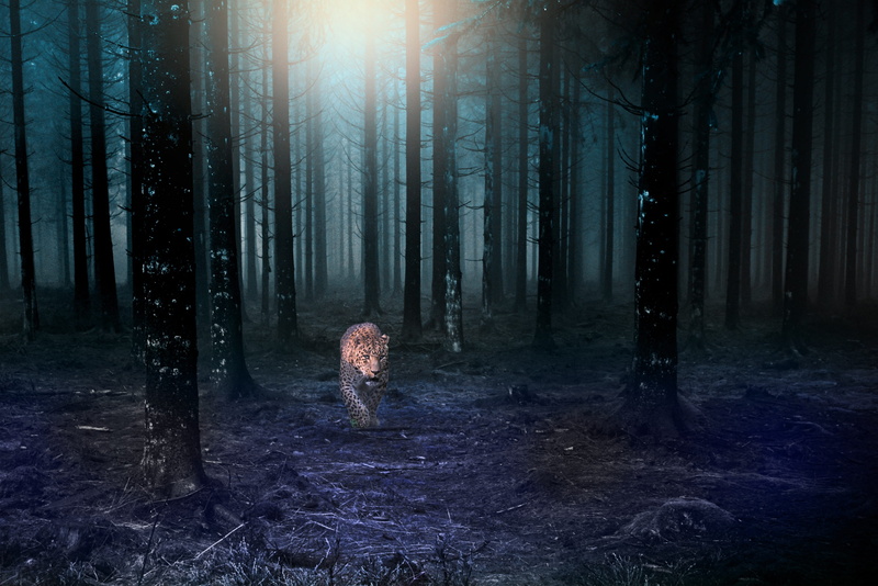 attack, tree, no people, fear, fierce, forest, tree trunk, land, trunk, jungle, mammal, vertebrate, dark, one animal, light, look, pics, sunlight, 2K