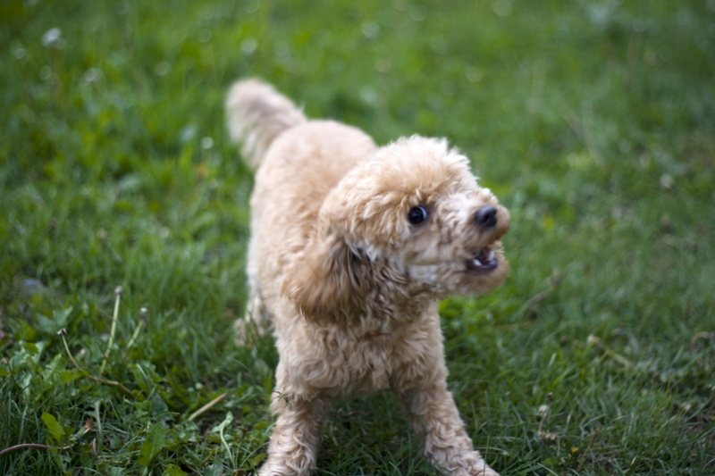 focus on foreground, no people, day, animal, cute, canine, pets, young animal, profile view, grass, looking, poodle, field, guard, dog, one animal, pet