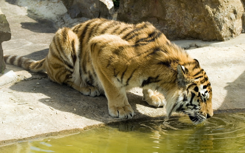 fierce, feline, 2K, thirsty, water, tiger