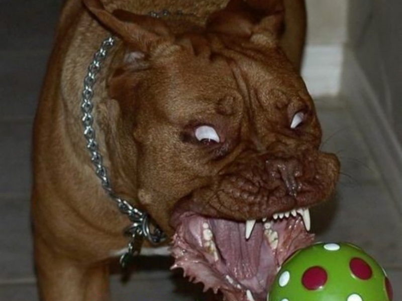 dog, fierce dog, sharp teeth, angry, 480P, animals, dogs, fierce, teeth, art, sharp, hd