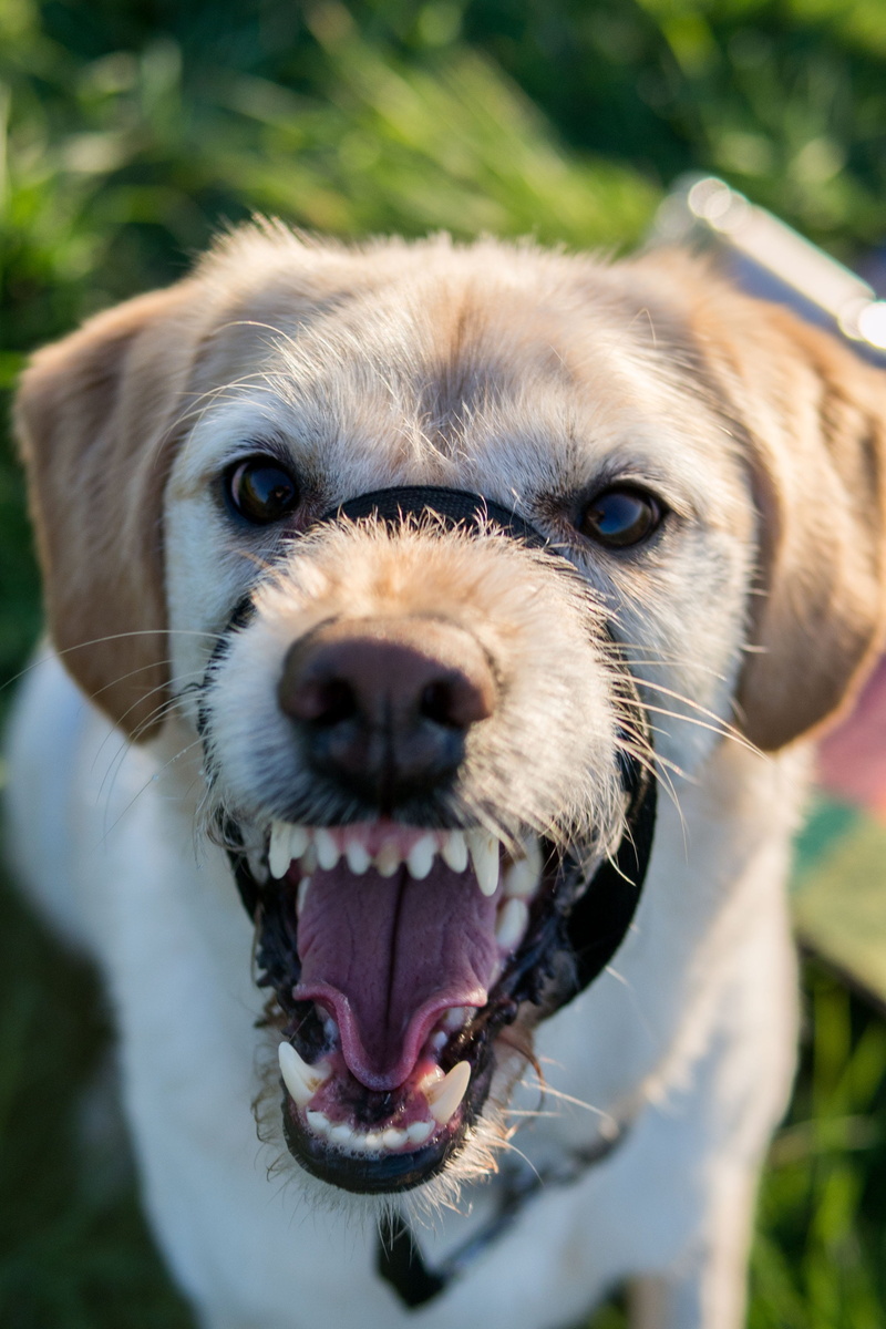 animal mouth, growl, labradoodle, muzzle, mouth, pets, animal, mouth open, animal body part, fierce, haltie, upset, day, domestic, snarl, vertebrate, tongue