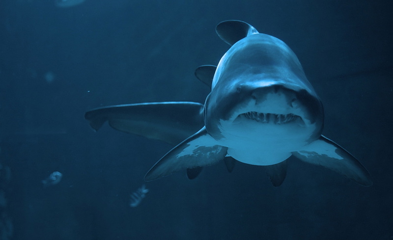 white, aggression, saltwater fish, Shark, sea life, underwater, blue, nature, Sea, water, warning sign, one animal, vertebrate, Fierce, Animals, 1080P