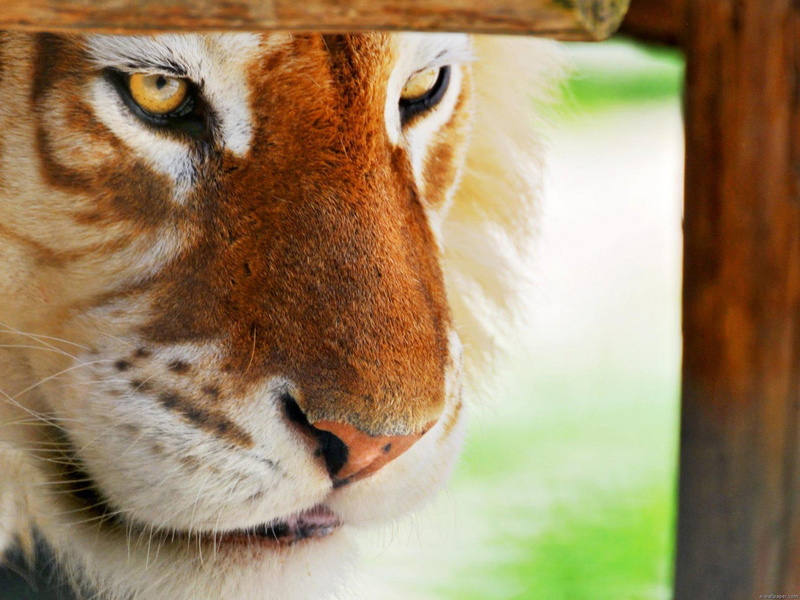 1080P, animals, colt, meditative, face, fierce, head, tiger