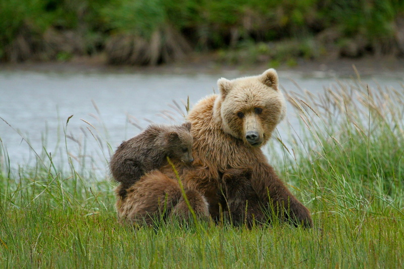 day, bear, wild, plant, mammal, young animal, animal wildlife, no people, nature, animal, water, vertebrate, animals in the wild, animal family, sitting