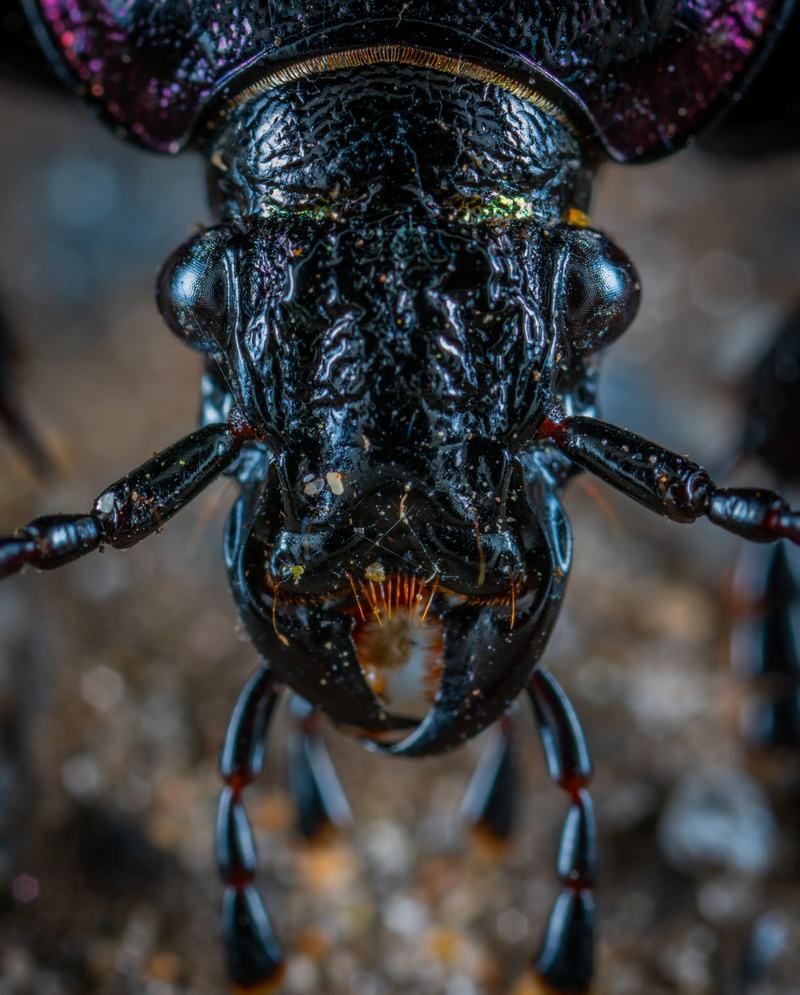 weevil, black Color, eye, close-up, head, dark, arthropod, bug, photography, black, nature, insect, invertebrate, beetle, biology, macro, fierce, antenna