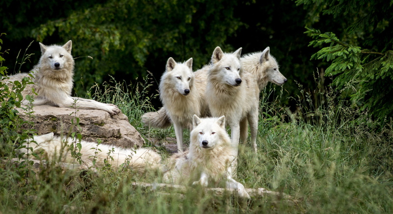 group of animals, herbivorous, furry, mammals, carnivores, domestic, zoo, two animals, land, domestic animals, animal themes, day, field, wolf, forest
