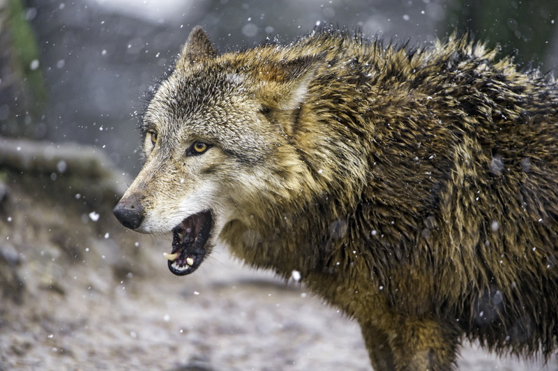 photography, canid, focus, selective, carnivore, mongolian, open, nature, Wolf, gray Wolf, 4K, face, canine, selective focus, animals In The Wild, zürich  zoo