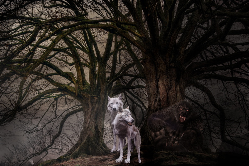 wolves, plant, full moon, cover, weird, feline, mystical, photo montage, mysterious, forest, domestic animals, fantasy picture, branch, pets, mysticism