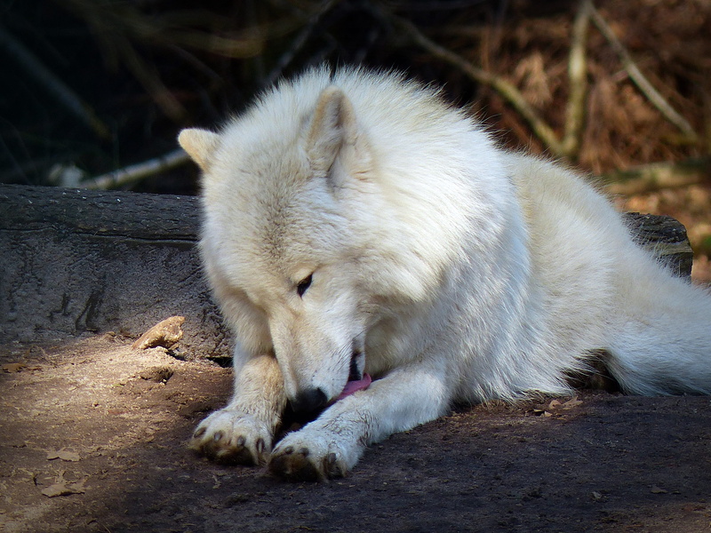 animal themes, wildlife photography, canine, white color, animal wildlife, hundeartig, endangered, animals in the wild, adult, lying, animal world, outdoors