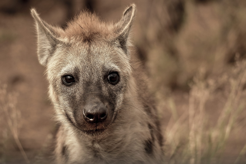 grey, young animal, photography, outdoors, one animal, close-up, mammal, animal wildlife, closeup, animal eye, carnivore, danger, nature, eyes, hyena, portrait