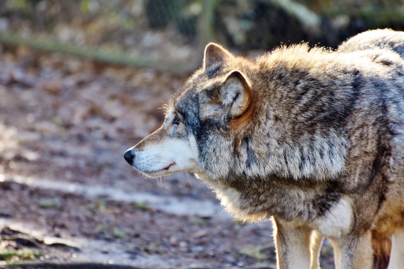 animals in the wild, one animal, no people, dog, photograph, canine, rudel behave, looking, predator, deer park, attention, animal themes, pack animal