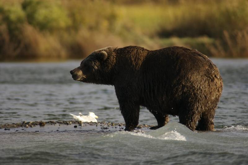 one animal, animal wildlife, side view, looking up, wild, no people, 1080P, usa, day, katmai national park and preserve, photo, fur, mammal, bear, vertebrate