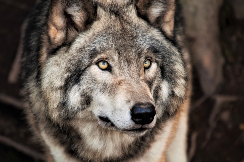 predator (Animal), Wolf, Wildlife, Grey Wolf, Face, Animal, 1080P