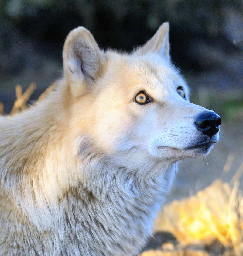 vertebrate, 2K, wild, domestic, wildlife, animal head, nature, animal, mammal, pack, close-up, animal themes, animals in the wild, wolf, endangered, domestic animals
