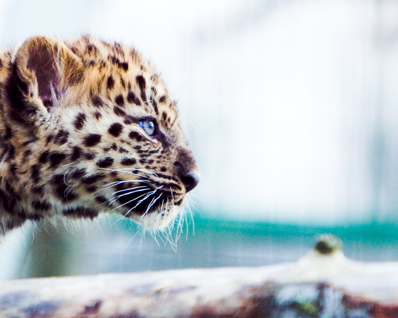 leopard, farm, marley, Lightroom, endangered Species, amur  leopard, large, fur, cute, Marta, kittens, jaguar, carnivore, undomesticated Cat, youth, animal