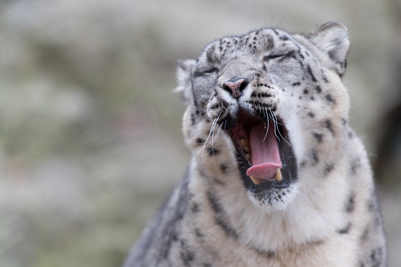 wild animal, undomesticated Cat, mammal, large, animals In The Wild, portrait, face, yawn, animal, 5K, growling, Sleepy, wild, snow  leopard, wildlife
