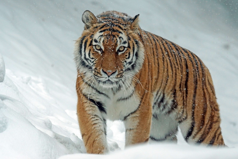 danger, animal themes, predator, cat, wildlife photography, undomesticated cat, cold, carnivore, cold temperature, wild, hunter, animals in the wild, staring