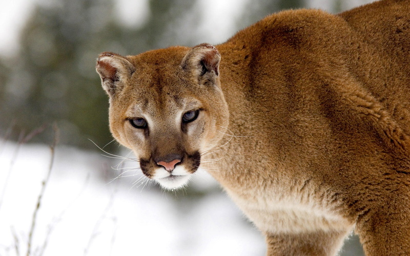 wildlife, leopard, undomesticated Cat, lion, montana, animals In The Wild, animal, selective, fur, mountain lion, cougar, nature, winter, focus, snowy