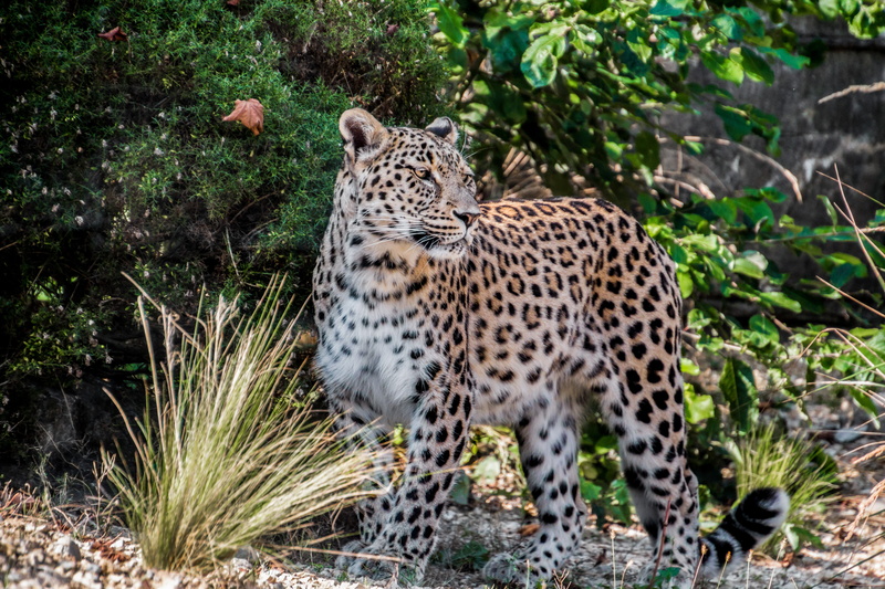 standing, day, wildlife photography, animal markings, feline, vertebrate, tree, face, no people, nature, carnivora, plant, persian leopard, portrait, cat