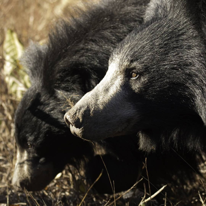 outdoors, animal head, mammal, 1080P, land, omnivore, looking, fur, day, animal, vertebrate, animal themes, looking away, wild, animal body part, animals in the wild