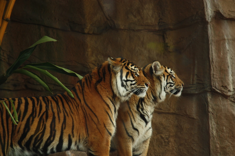 head, tigers, regal, face, carnivora, mammal, fur, plant, tigress, two, one animal, animal, green, black, no people, animal wildlife, big, beautiful, 4K