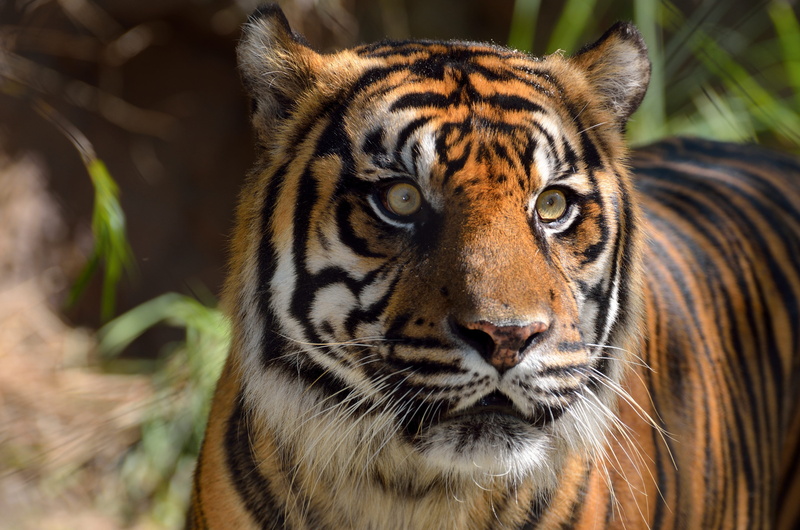 cat, focus, fauna, animal body part, big, asian, vertebrate, no people, safari, plants, panthera, animal head, mammal, hunter, close-up, predator, endangered