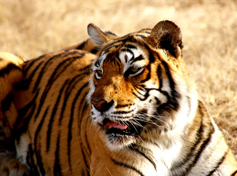 bengal Tiger, predator, selective, mammal, siberian Tiger, endangered Species, animal themes, royal, danger, outdoors, wildlife, endangered, undomesticated Cat