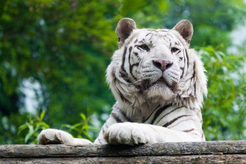 predator, white tiger, animal, one animal, animal themes, head, wildlife, photography, no people, portrait, tiger, focus on foreground, big, white, feline