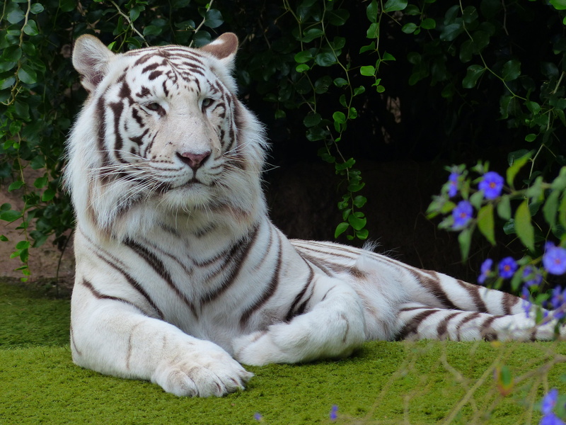 4K, near, wildcat, noble, purple, large, boredom, grass, relaxation, zoo, sublime, tiger, animals in the wild, no people, majestic, rest pause, outdoors