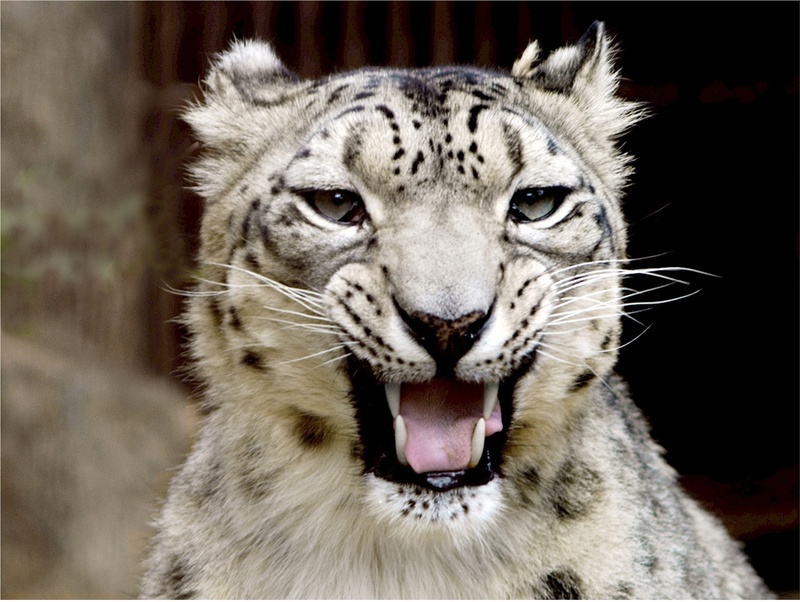 fur, head, whisker, undomesticated Cat, nature, animals In The Wild, animal wildlife, mouth open, close-up, looking at camera, animal mouth, mouth, tiger