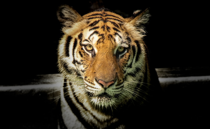 big cat, feline, dangerous, photography, predator, eyes, danger, jungle, undomesticated cat, safari, wild, mammal, zoo, animal photography, cat, aggression